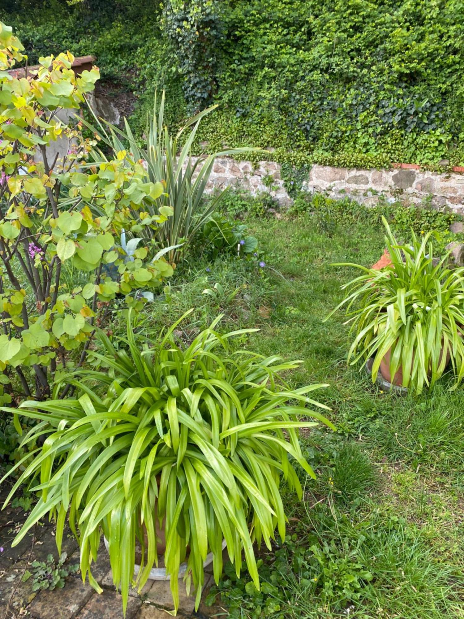Bed and Breakfast Les Agapanthes Vaux-en-Beaujolais Exterior foto